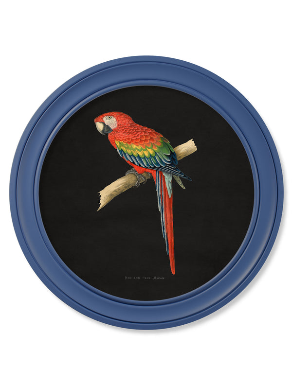 C.1884 Collection of Macaws in Round Frames Blue