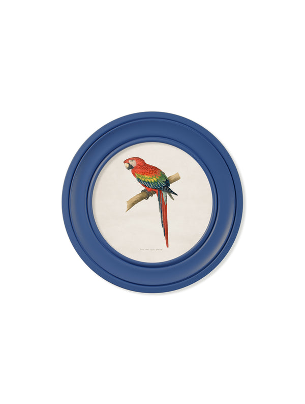 C.1884 Collection of Macaws in Round Frames Blue