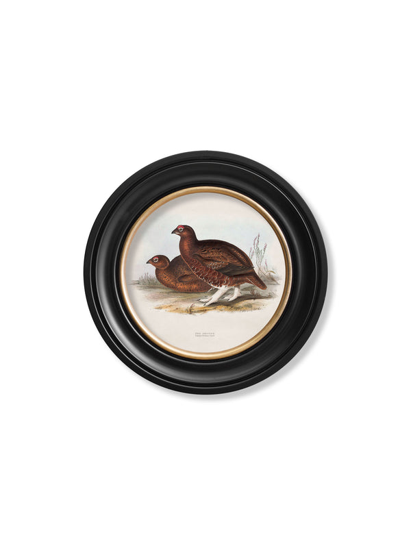 c.1837's British Game Birds - Round