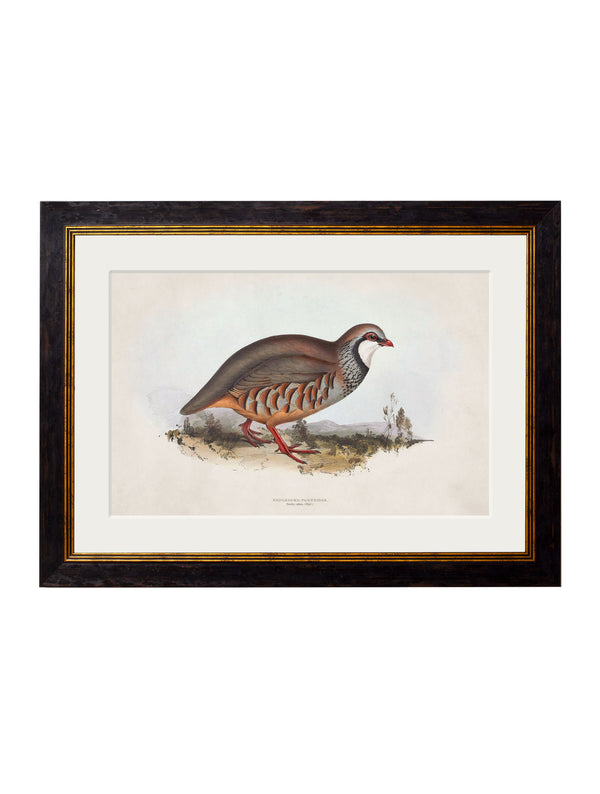 c.1837's British Game Birds