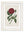 Rose Floral Illustrations