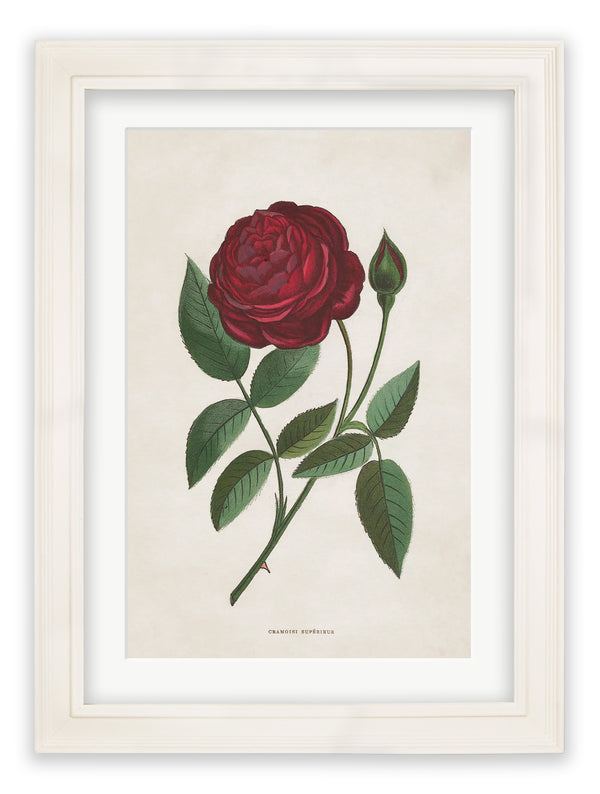 Rose Floral Illustrations