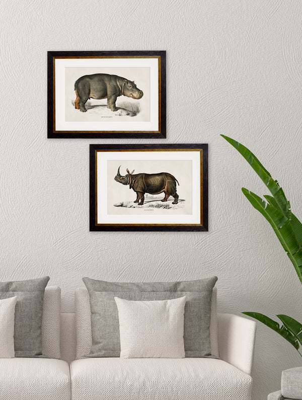 c.1846 Rhino & Hippo