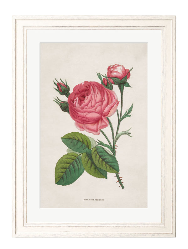 Rose Floral Illustrations