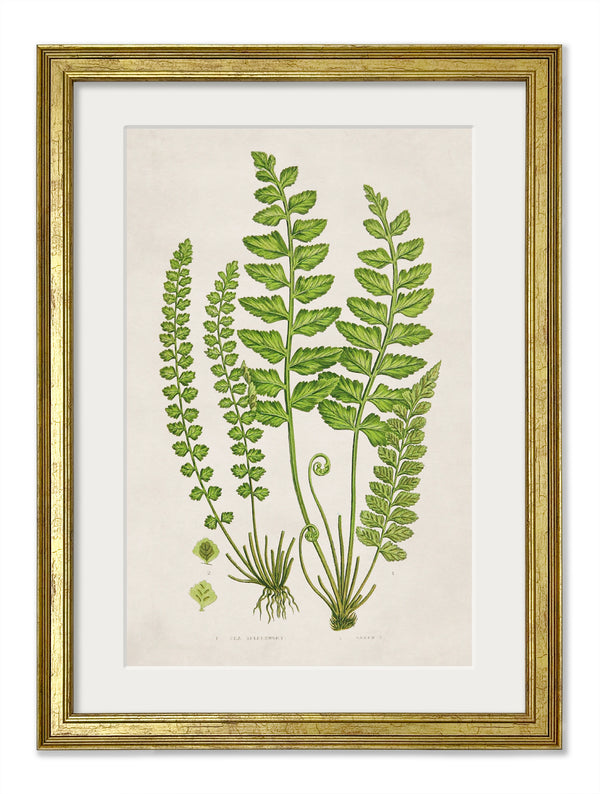 Collection of 6 Ferns