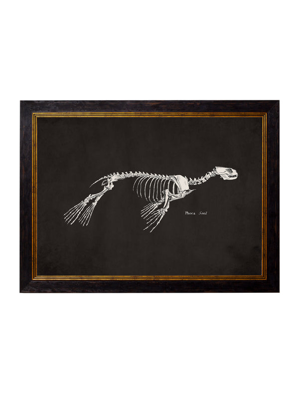 c.1870 Anatomical Skeletons - Dark