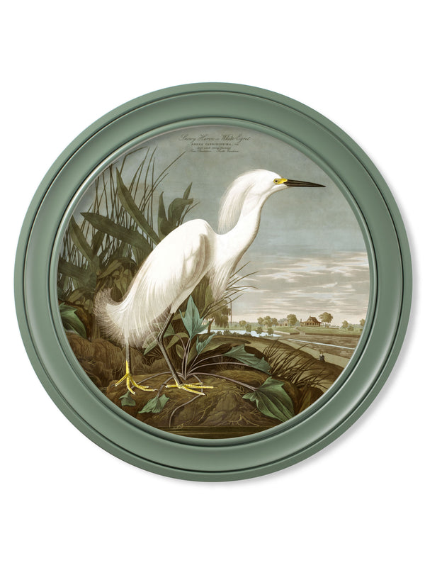 c.1838 Audubon's Snowy Heron in Green Frame