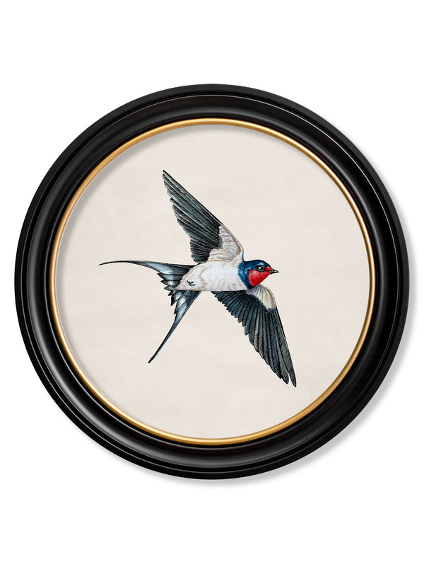 c.1875 Swallows in Round Frames