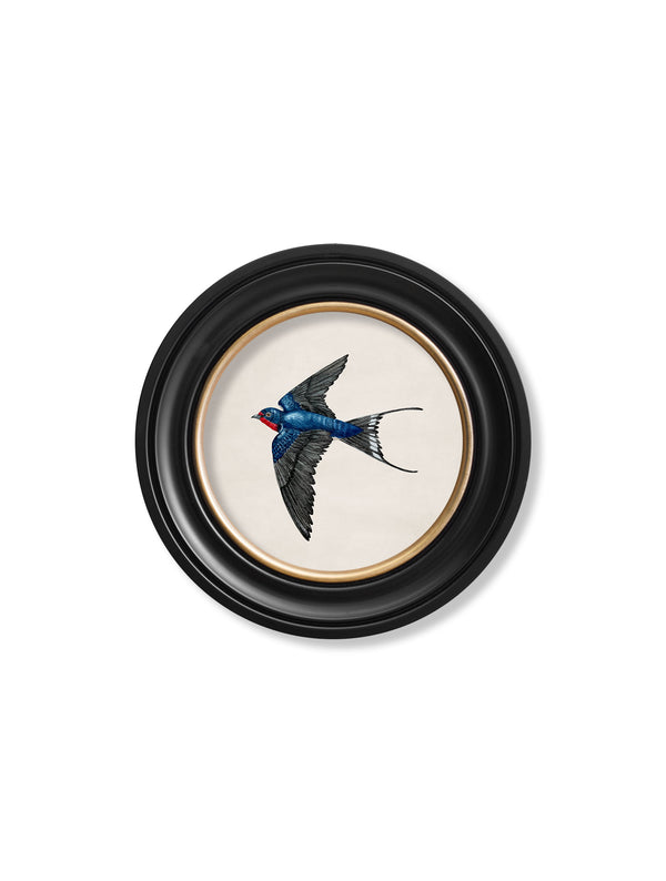 c.1875 Swallows in Round Frames