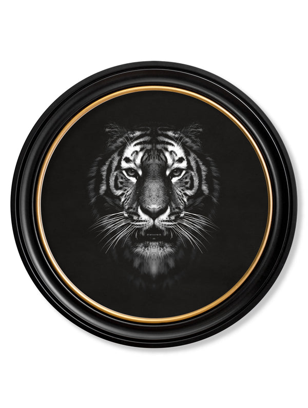 Wildlife Photography - Tiger - Round Frame