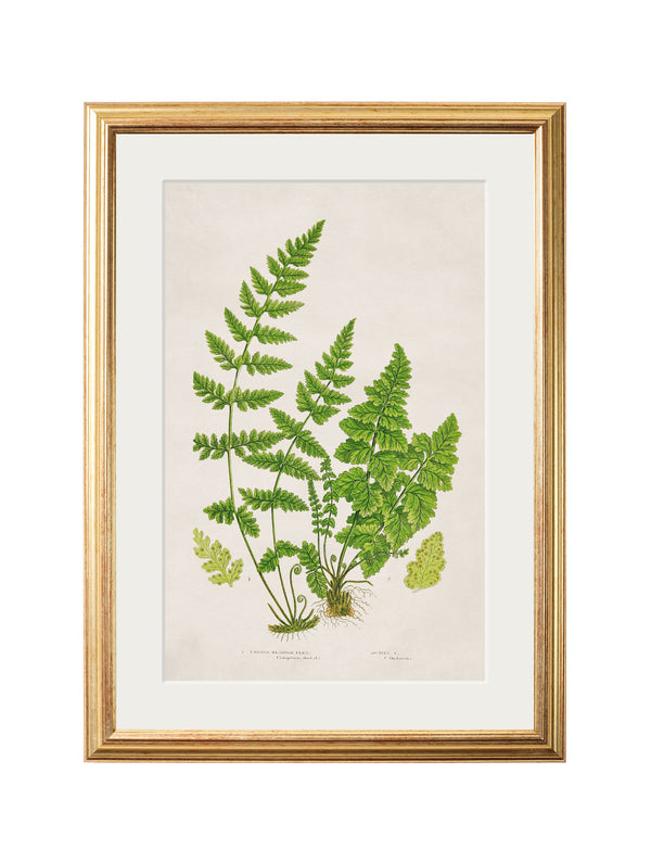 Collection of 6 Ferns