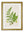 Collection of 6 Ferns