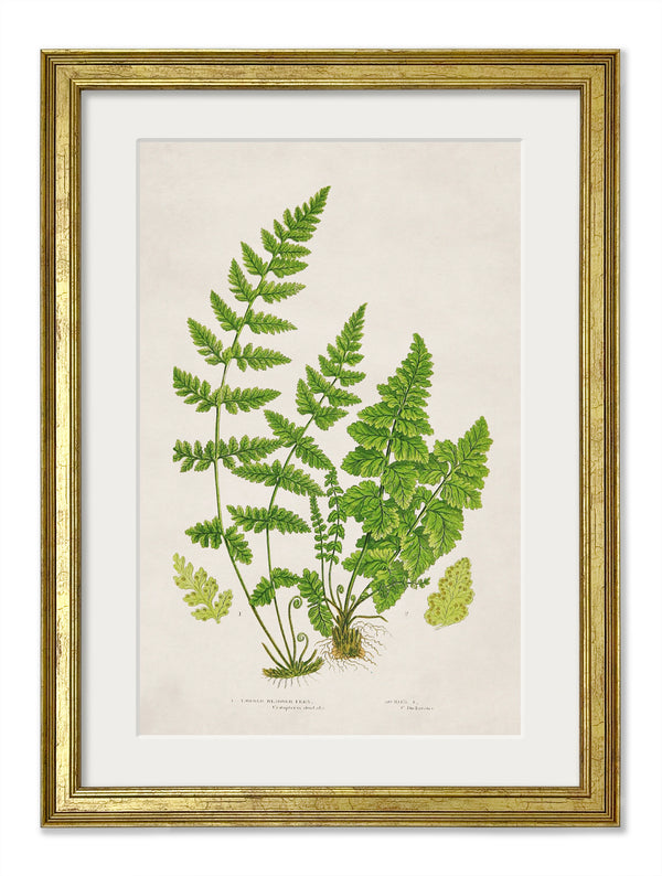 Collection of 6 Ferns