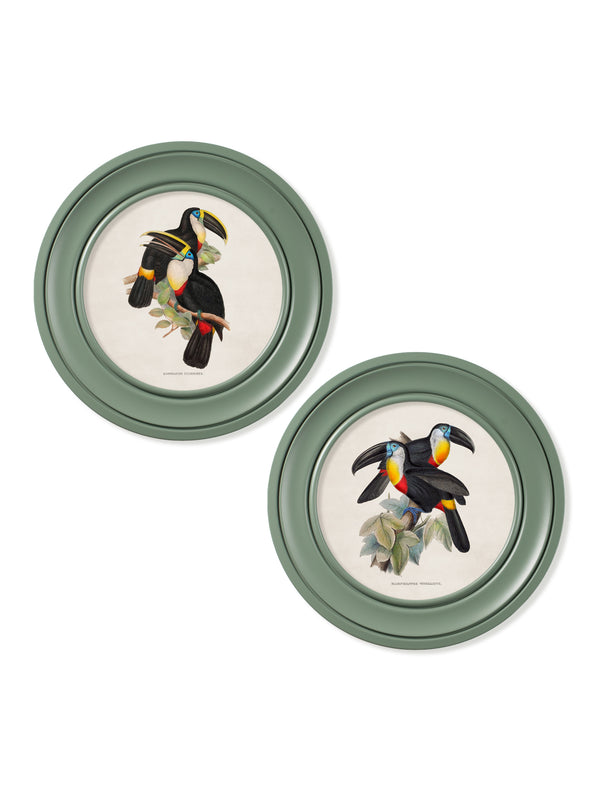 c.1848 Toucans - Round Frames Green