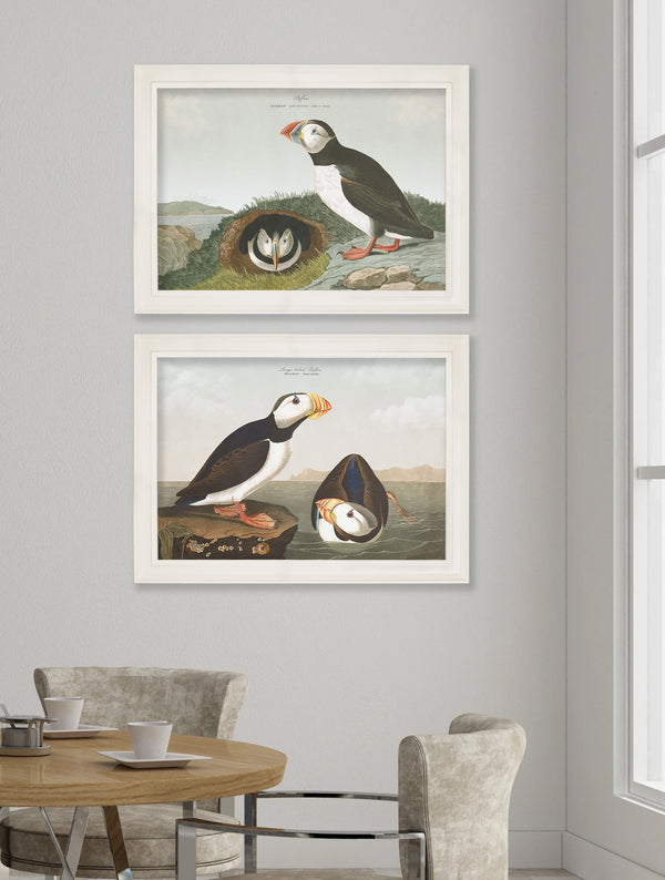 c.1838 Audubon's Puffins