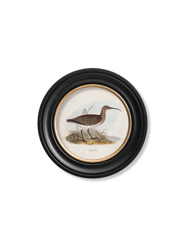 c.1837's British Coastal Birds - Round