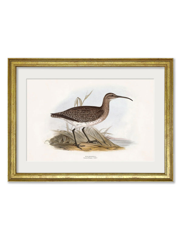 c.1837's British Coastal Birds