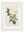 Rose Floral Illustrations