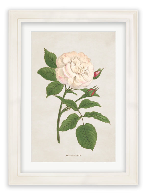 Rose Floral Illustrations