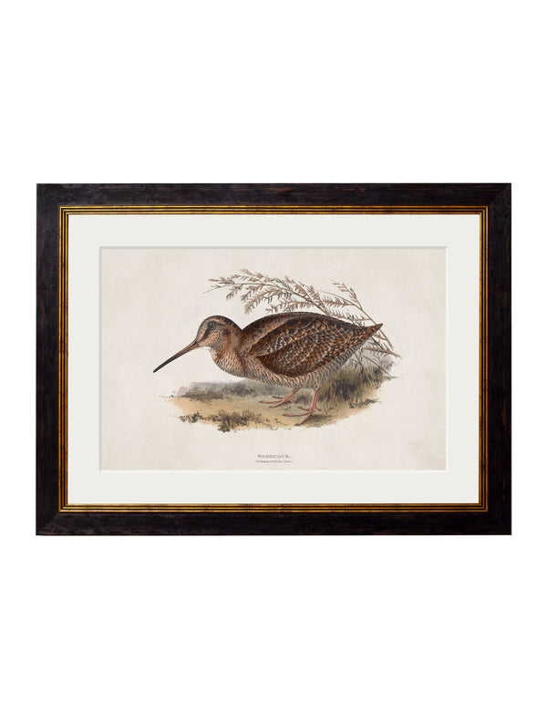 c.1837's British Game Birds