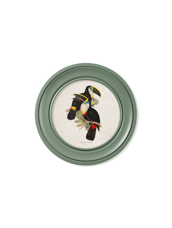 c.1848 Toucans - Round Frames Green