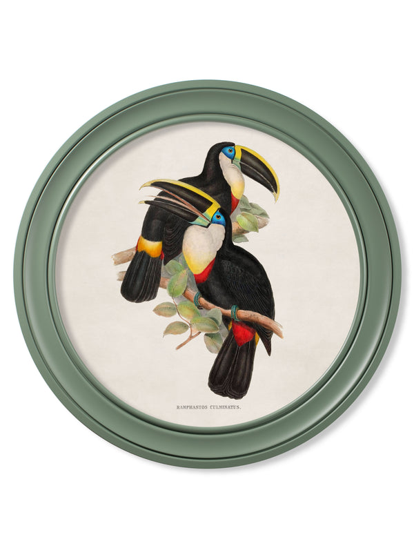 c.1848 Toucans - Round Frames Green