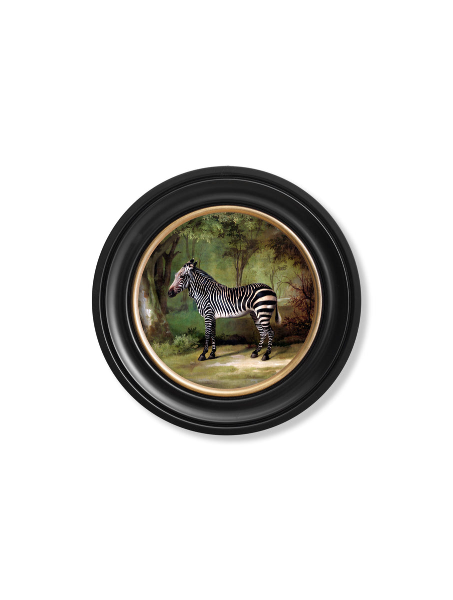 c.1763 George Stubb's Zebra - Round Frame – T A Interiors