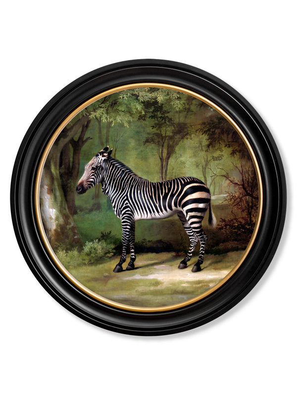 c.1763 George Stubb's Zebra - Round Frame