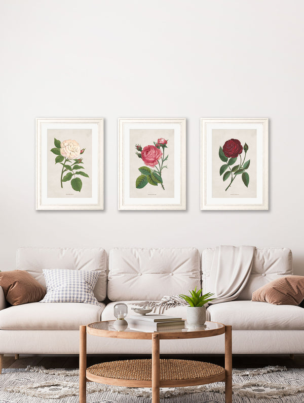 Rose Floral Illustrations
