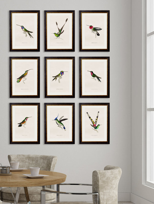 c.1833 Hummingbirds