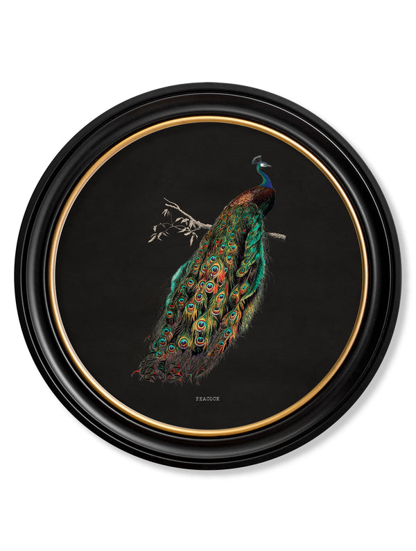 c.1847 Peacocks in Round Frames - Dark