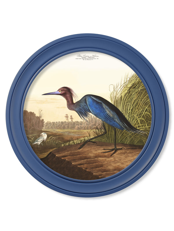 c.1838 Audubon's Blue Heron in Blue Frame