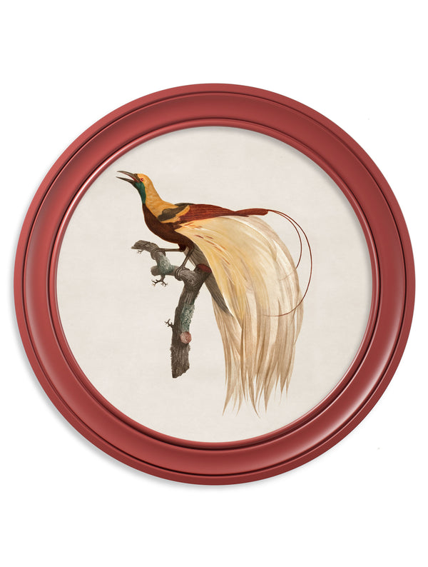 c.1809 Birds of Paradise - Round Frames Red