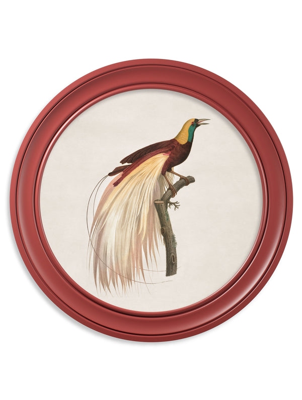 c.1809 Birds of Paradise - Round Frames Red