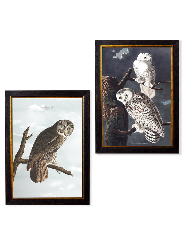 c.1838 Audubon's Owls
