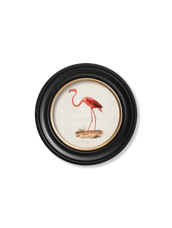 c.1830 Flamingo - Round Frame