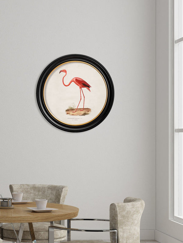 c.1830 Flamingo - Round Frame