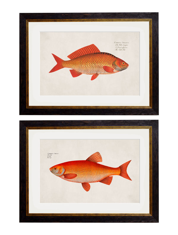 c.1785 Goldfish and Golden Orfe