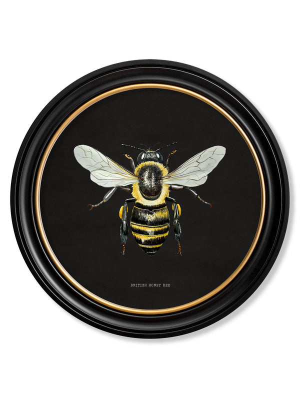 c892 British Bees Round Frame - Dark