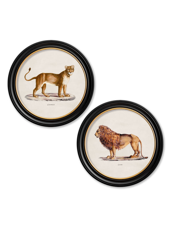 c.1800s Lion & Lioness - Round Frames