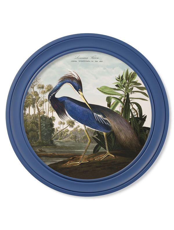 c.1838 Audubon's Louisana Heron in Blue Frame