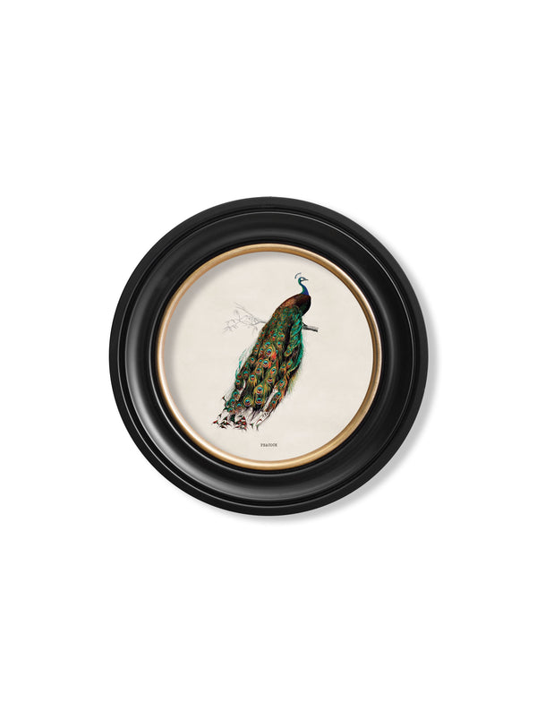 c.1847 Peacock in Round Frame