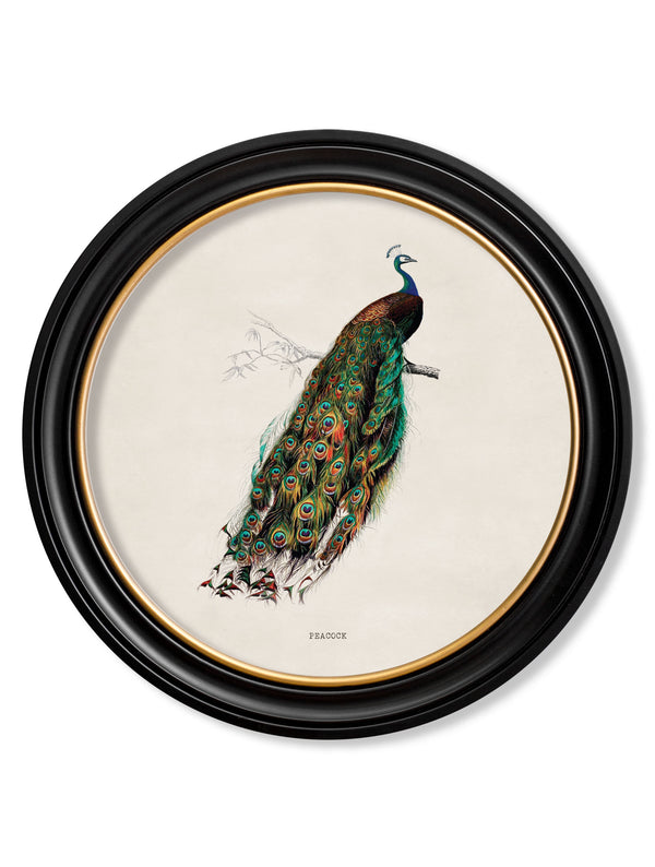 c.1847 Peacock in Round Frame