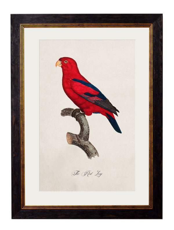 C.1800's Collection of Parrots - set of 16 - The Weird & Wonderful