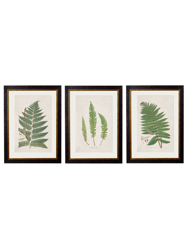 c.1831 Collection of Ferns