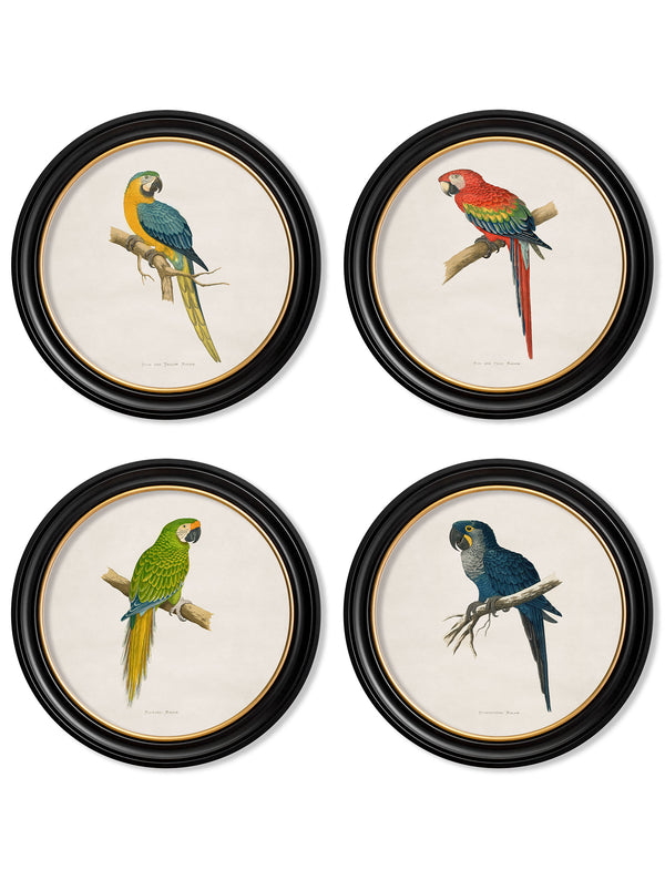 C.1884 Collection of Macaws in Round Frames