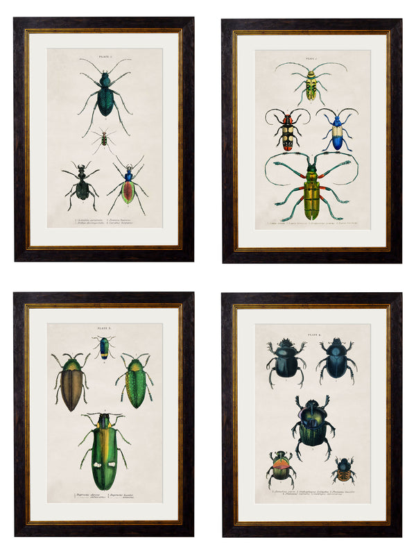 c.1836 Studies of Beetles
