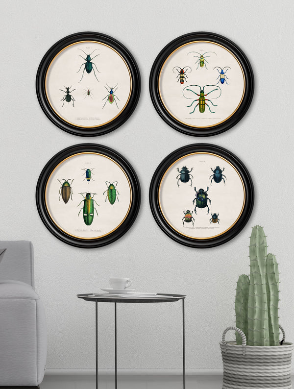 c.1836 Beetle Plates - Round Frame