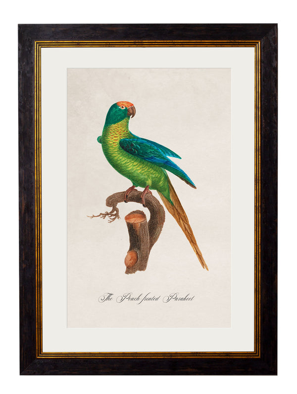 C.1800's Collection of Parrots - set of 16 - The Weird & Wonderful