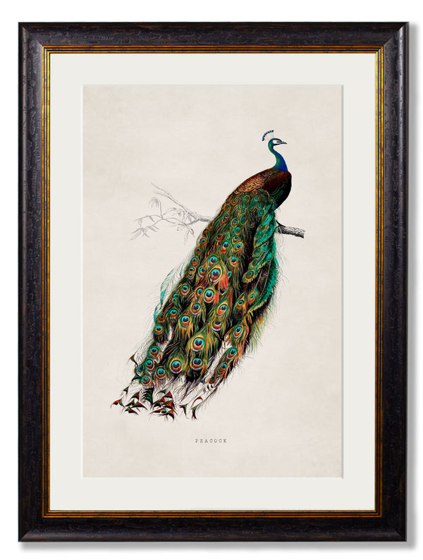 c.1847 Peacock